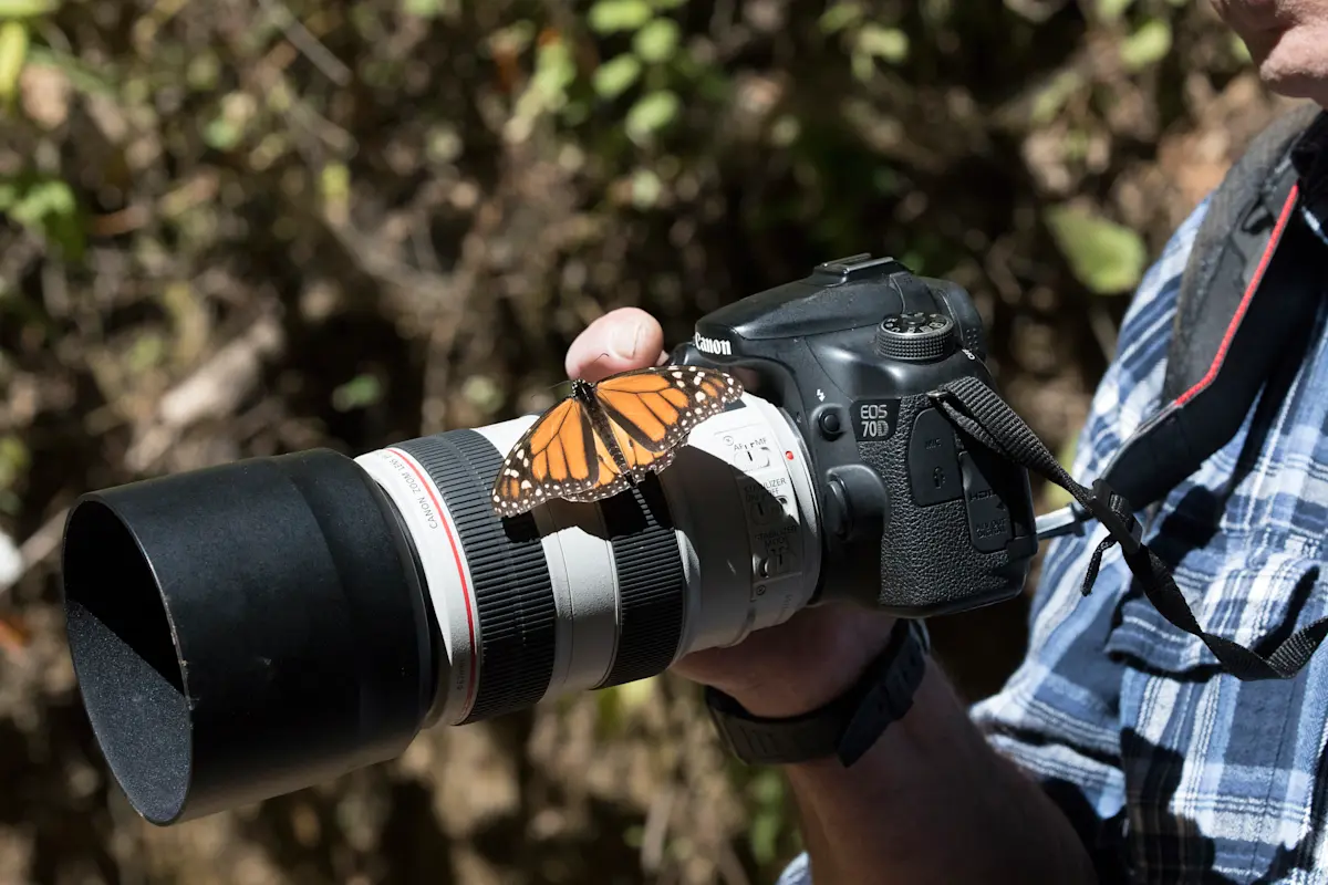 Monarch butterfly, Chincua Butterfly Sanctuary, Mexico.