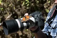 Monarch butterfly, Chincua Butterfly Sanctuary, Mexico.