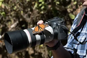 Monarch butterfly, Chincua Butterfly Sanctuary, Mexico.