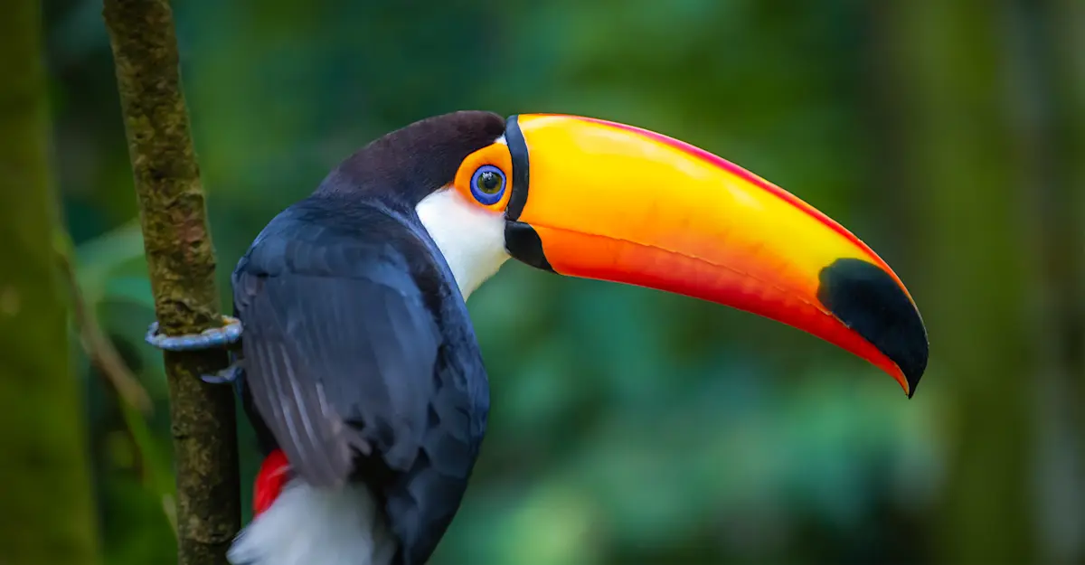 Toto toucan, Pantanal, Brazil.
