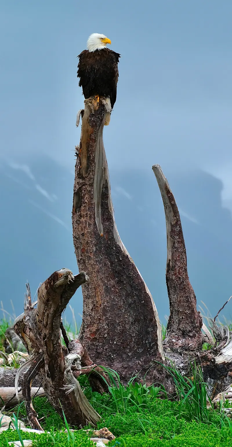 Bald Eagle - Katmai, Alaska