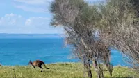 Caught a shot of a kangaroo on Kangaroo Island, Australia South.