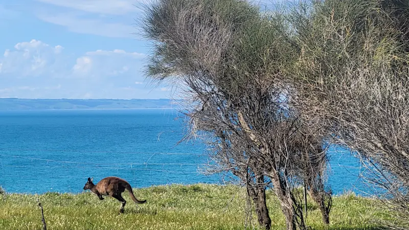 Caught a shot of a kangaroo on Kangaroo Island, Australia South.