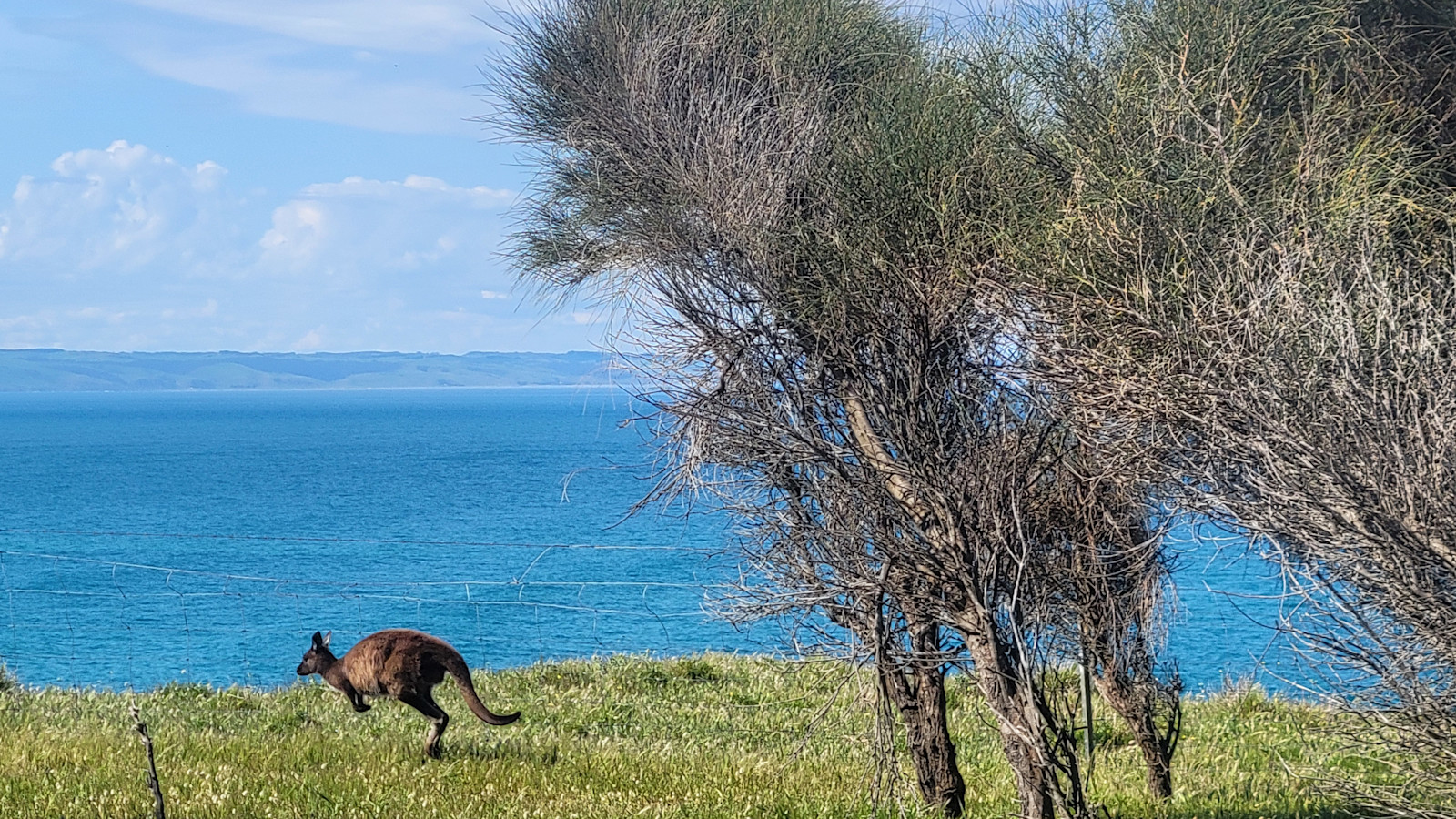 Kangaroo on Kangaroo Island, Australia South.