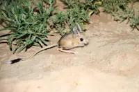 Jerboa, Ikh Nart Nature Reserve, Mongolia.