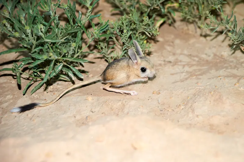 Jerboa, Ikh Nart Nature Reserve, Mongolia.