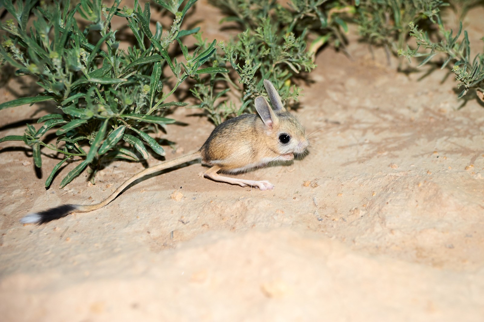 Jerboa, Ikh Nart Nature Reserve, Mongolia.