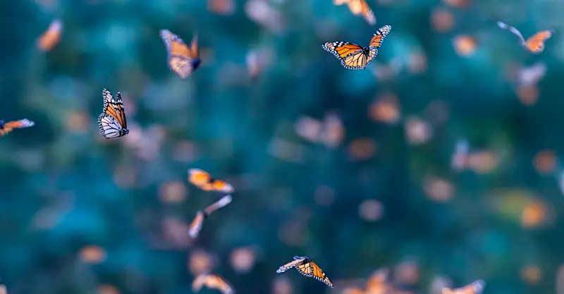 Monarch Migration, Mexico