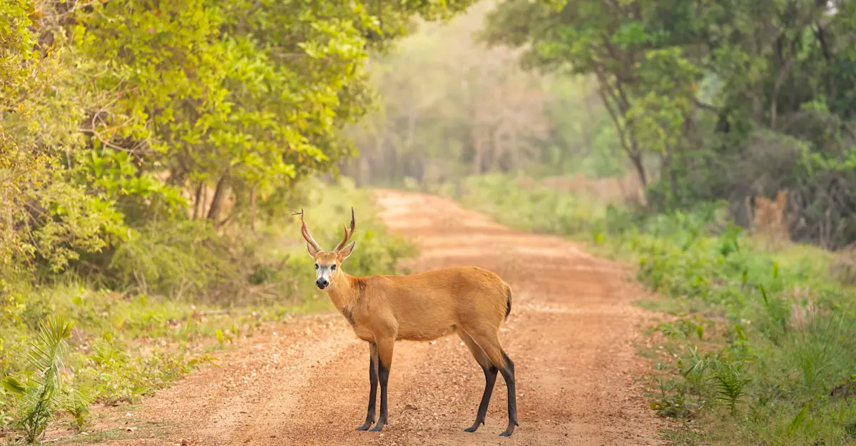 Marsh deer, Southern Pantanal.