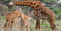 Maasai giraffes, Serengeti National Park, Tanzania.