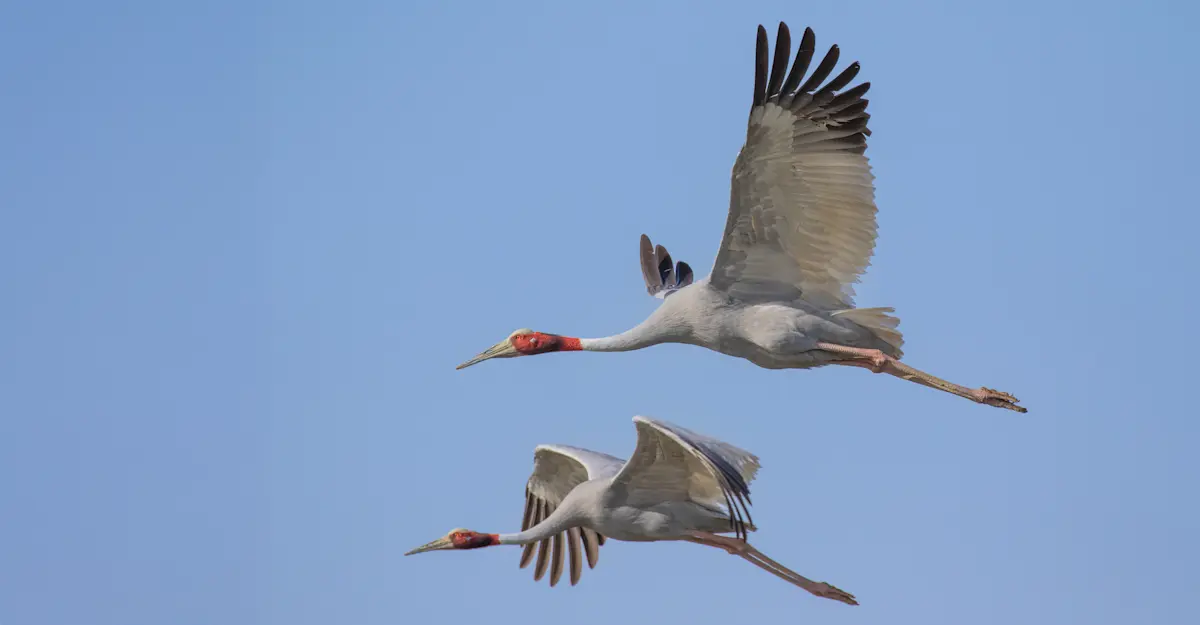 Saras Cranes.