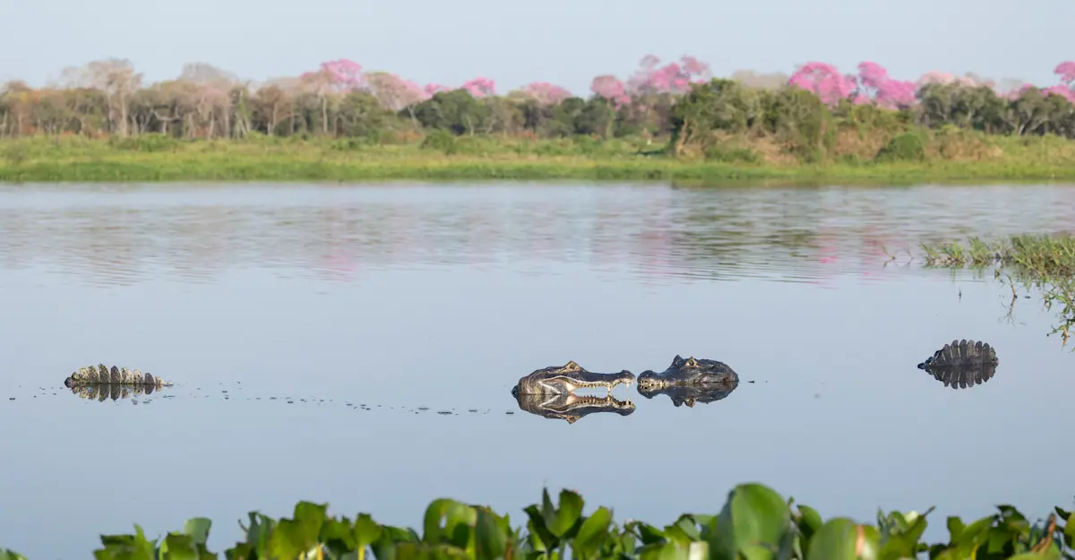 Caiman, Northern Pantanal.