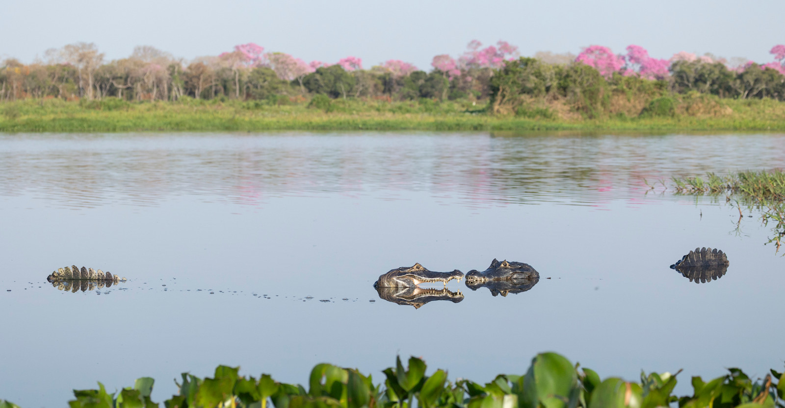 Caiman, Northern Pantanal