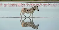 Zebra and flamingos, Makgadikgadi Pans, Eastern Kalahari, Botswana.