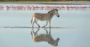 Zebra and flamingos, Makgadikgadi Pans, Eastern Kalahari, Botswana.