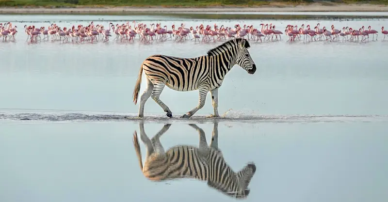 Zebra and flamingos, Makgadikgadi Pans, Eastern Kalahari, Botswana.
