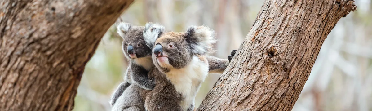 Koala, Australia South, Asia