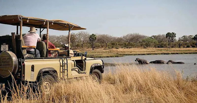 Hippos, Katavi National Park, Tanzania.