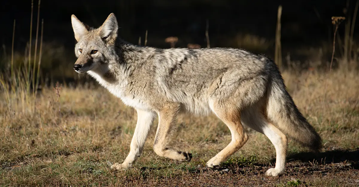 Coyote, Yellowstone National Park.