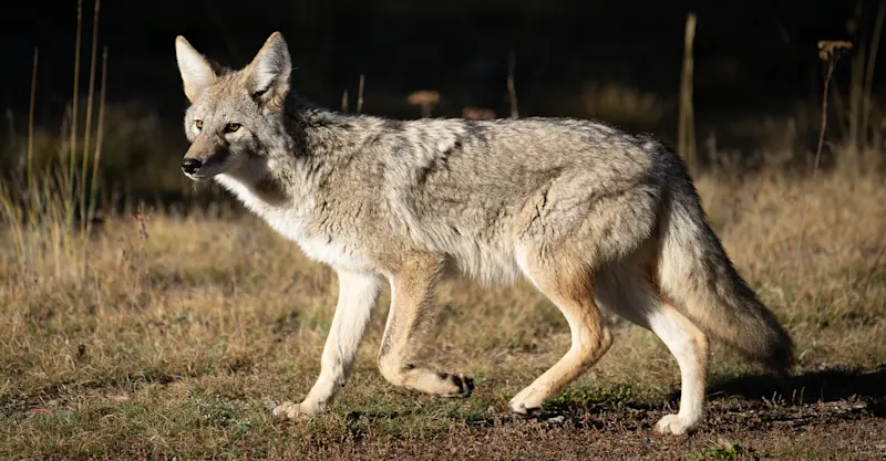 Coyote, Yellowstone National Park