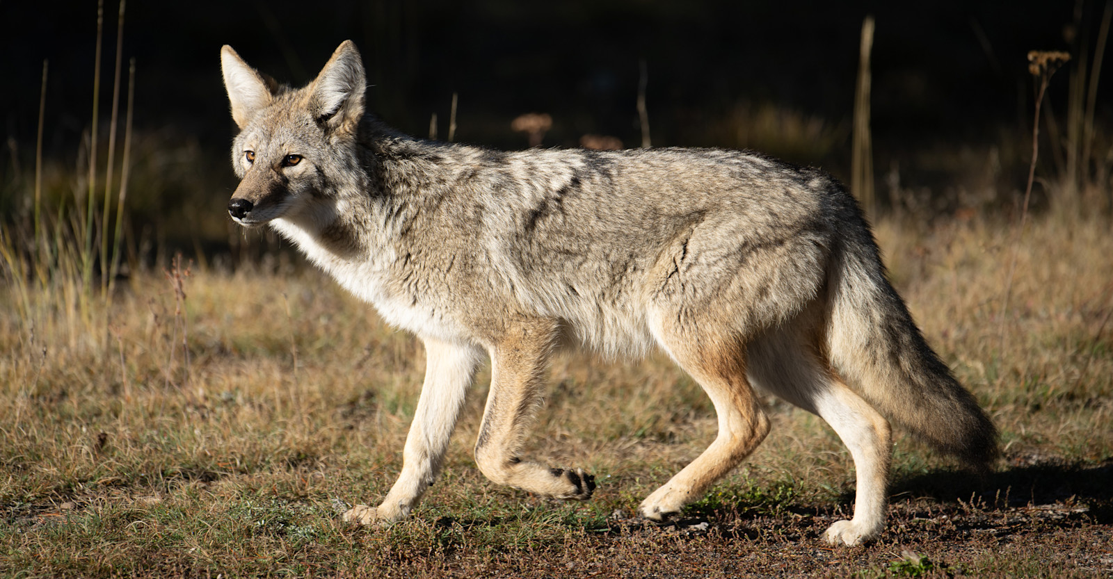 Coyote, Yellowstone National Park