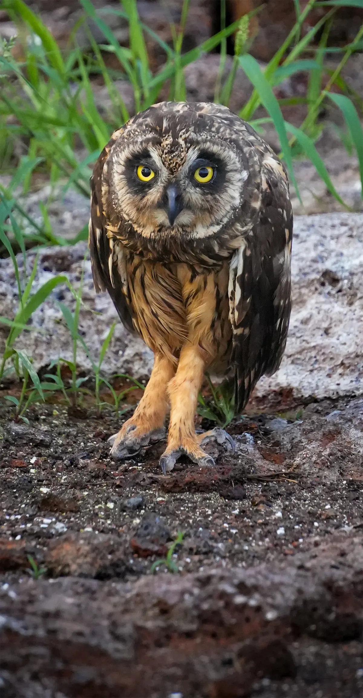 Short-eared Owl.