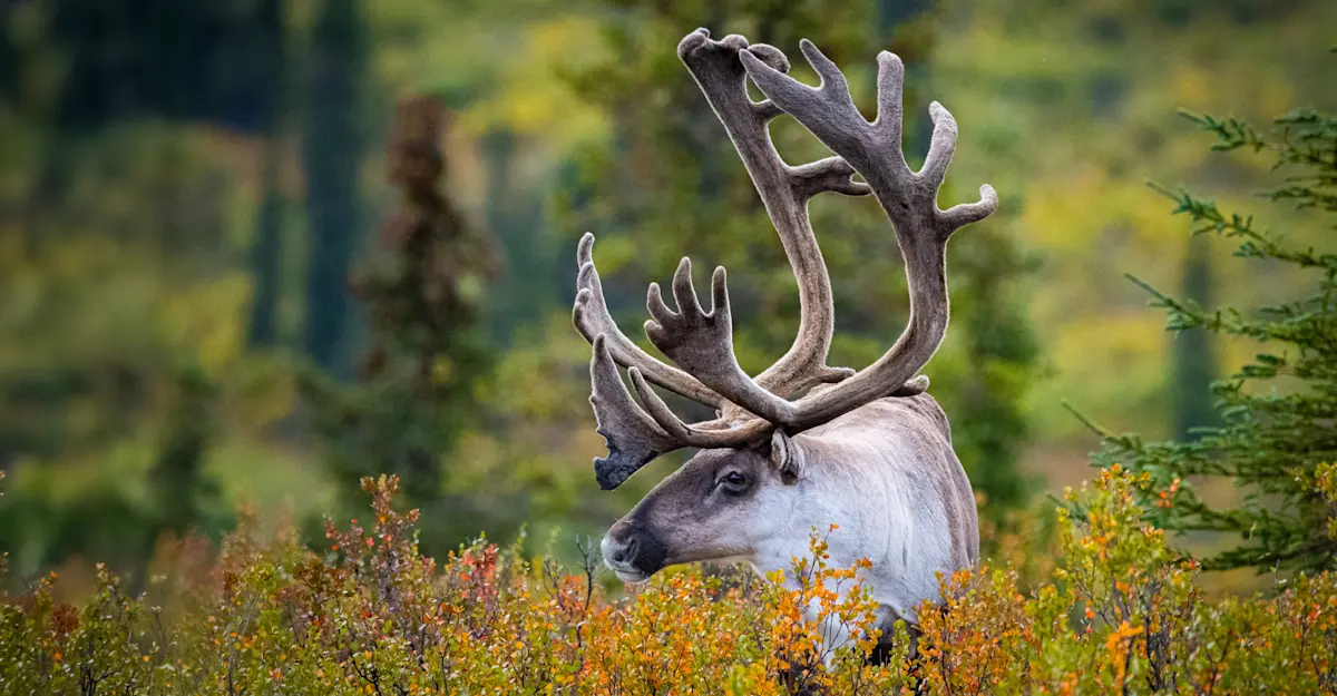 Caribou.
