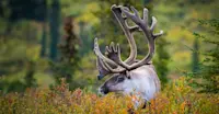 Caribou