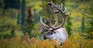Caribou