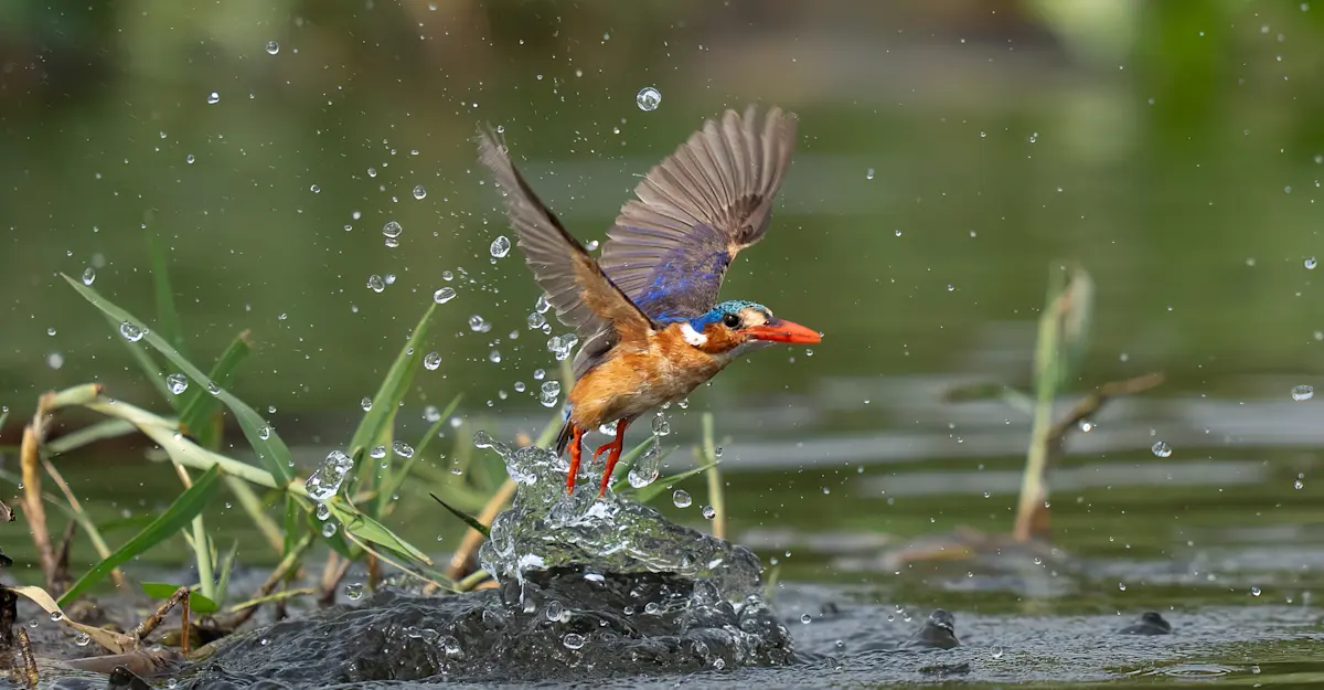 Kingfisher, Uganda.