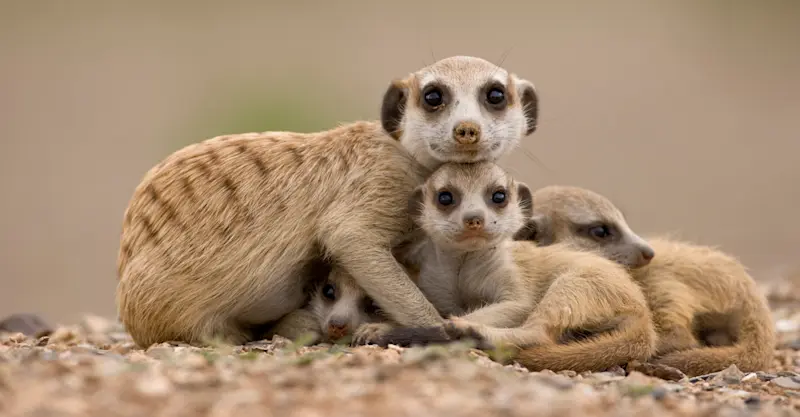 Meerkats, Makgadikgadi Pans, Eastern Kalahari, Botswana.