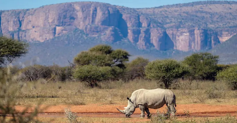 White rhino, Marataba Private Reserve, South Africa.
