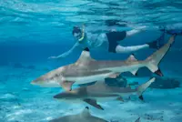 The thrill of meeting true grace beneath the waves in French Polynesia.