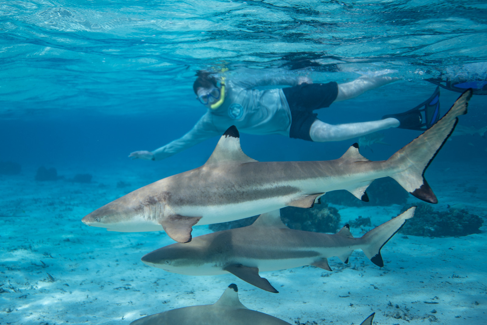 The thrill of meeting true grace beneath the waves in French Polynesia.