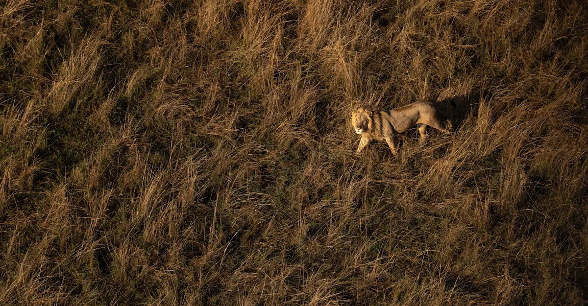 Lion, Botswana.