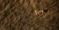 Lion, Botswana