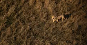 Lion, Botswana