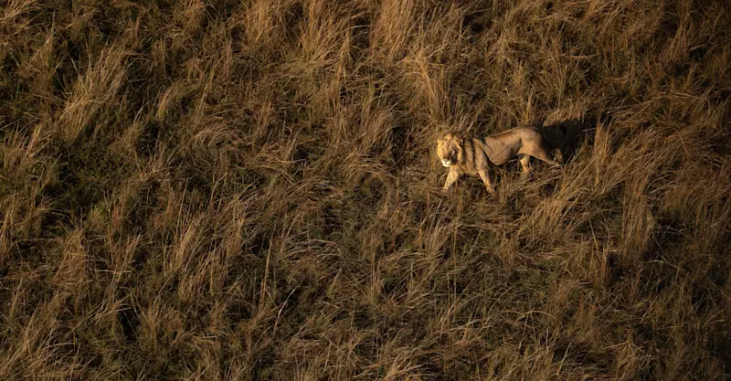 Lion, Botswana