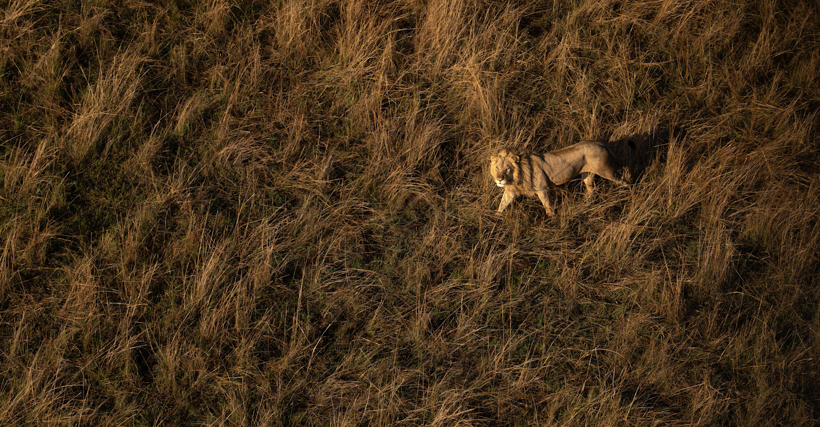 Lion, Botswana