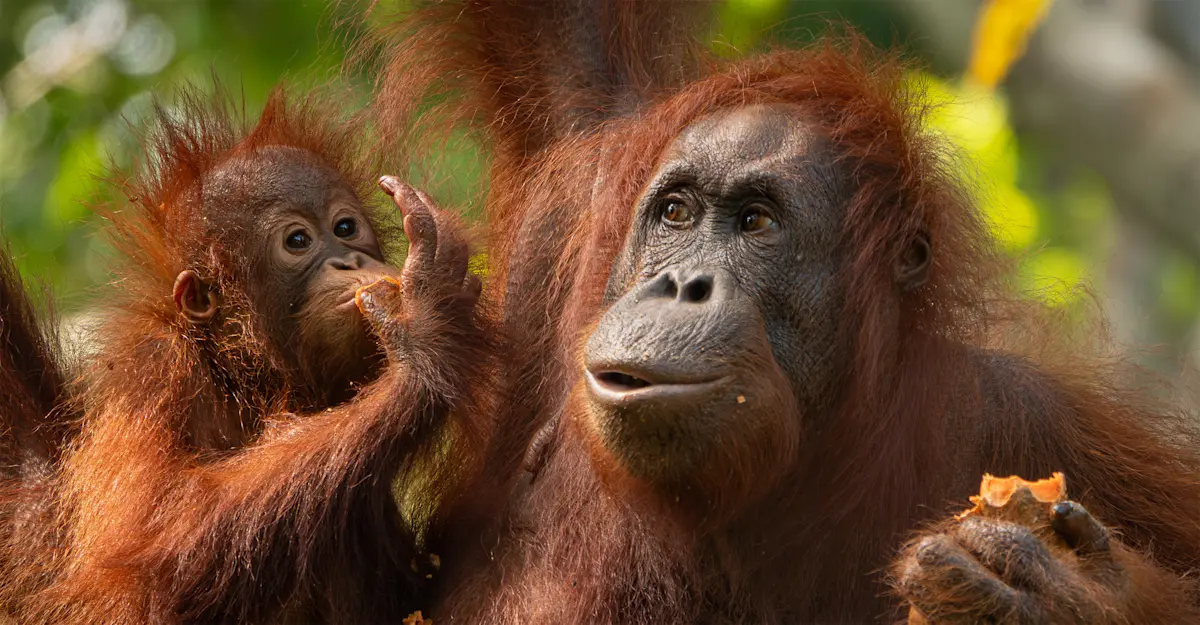 Orangutans, Borneo.