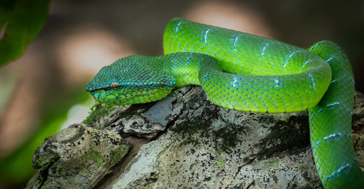 Pit Viper, Borneo.
