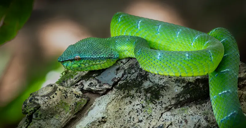 Pit Viper, Borneo