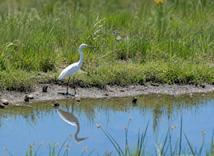 A wading bird pauses at the edge of a Colorado wetland, reflected in the still water.