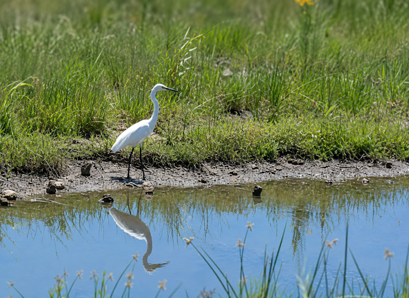 A wading bird pauses at the edge of a Colorado wetland, reflected in the still water.