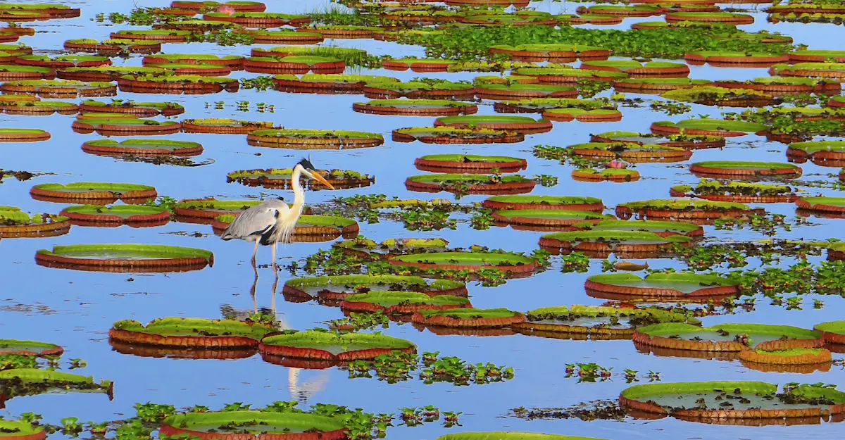 Cocoi heron, Pantanal, Brazil.