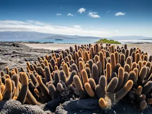 Lava cactus, Fernandina Island, Galapagos, Ecuador.