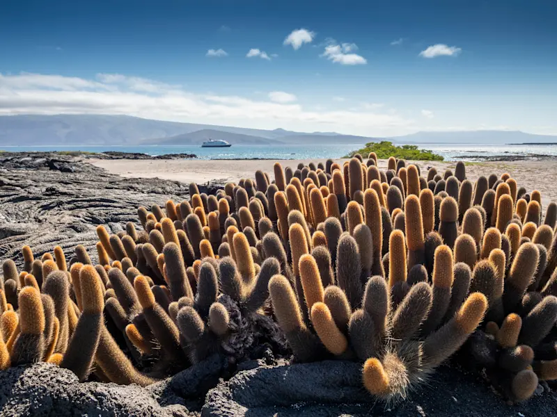 Lava cactus, Fernandina Island, Galapagos, Ecuador.