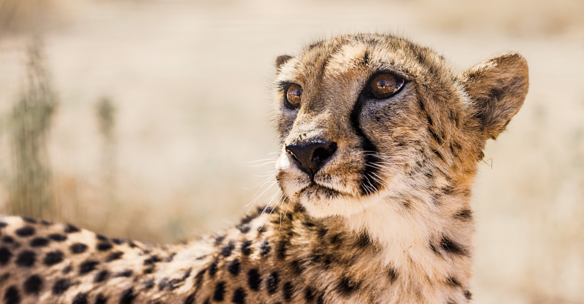 Cheetah, Namibia.