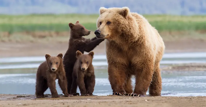 Brown bear with cubs, Katmai National Park & Preserve, Alaska.