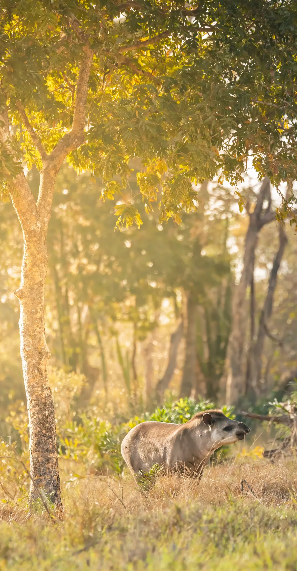 Tapir, Northern Pantanal.